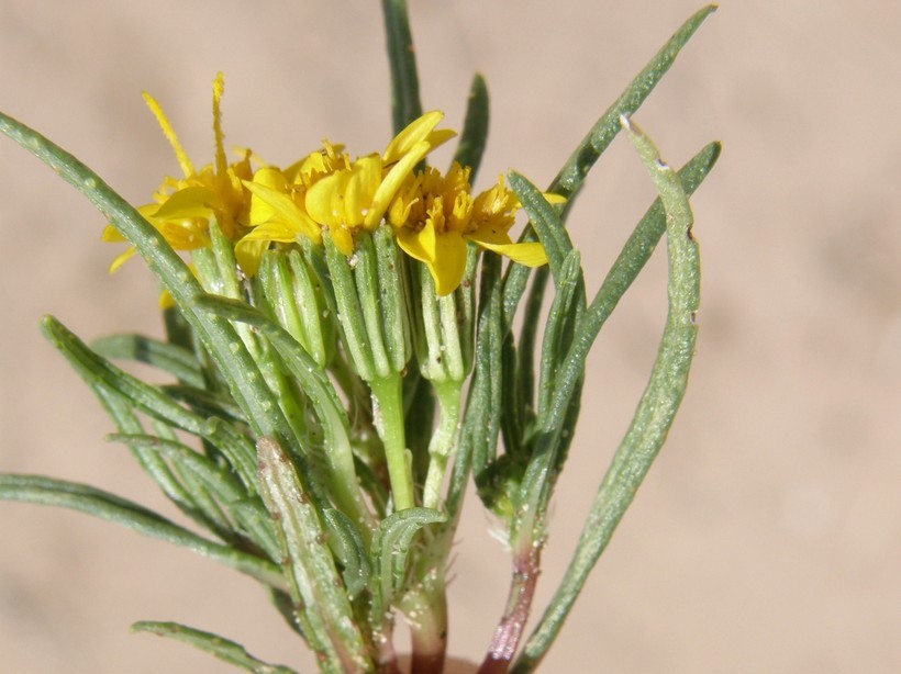 Imagem de Pectis angustifolia Torr.