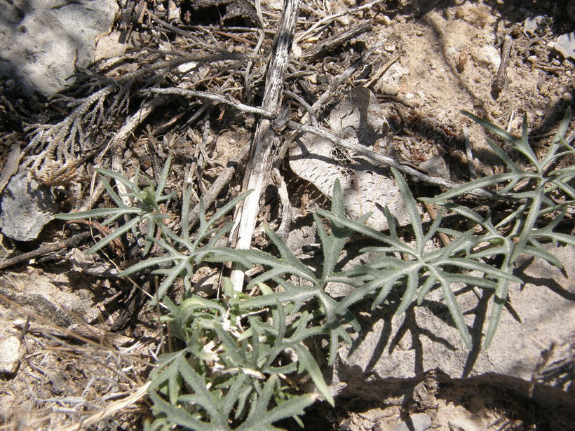 Imagem de Ipomoea ternifolia var. leptotoma (Torr.) J. A. Mc Donald