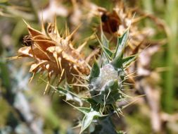 Image of Chisos Mountain pricklypoppy