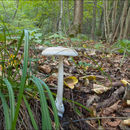 Image of White Flour Amanita