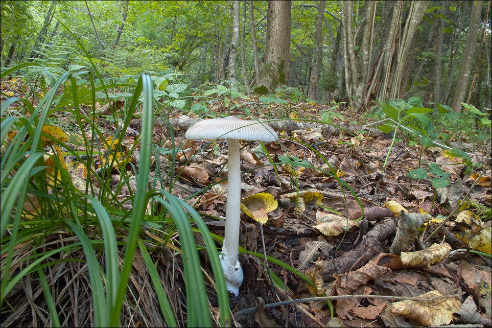 Image of Amanita vaginata (Bull.) Lam. 1783