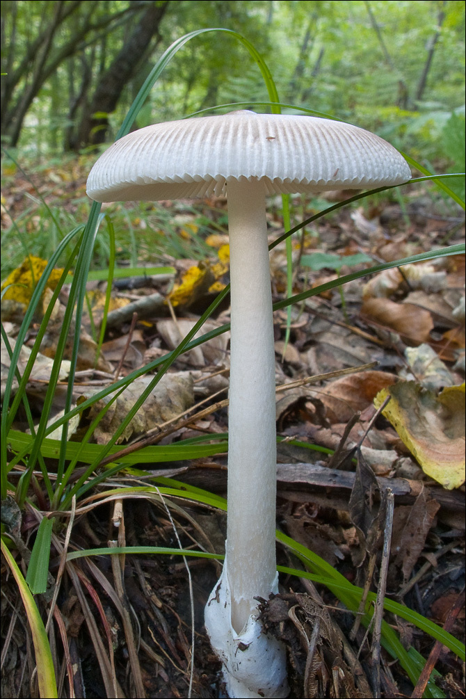 Image of Amanita vaginata (Bull.) Lam. 1783