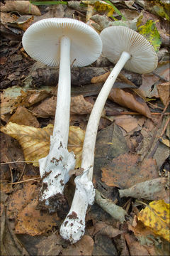 Image of Amanita vaginata (Bull.) Lam. 1783