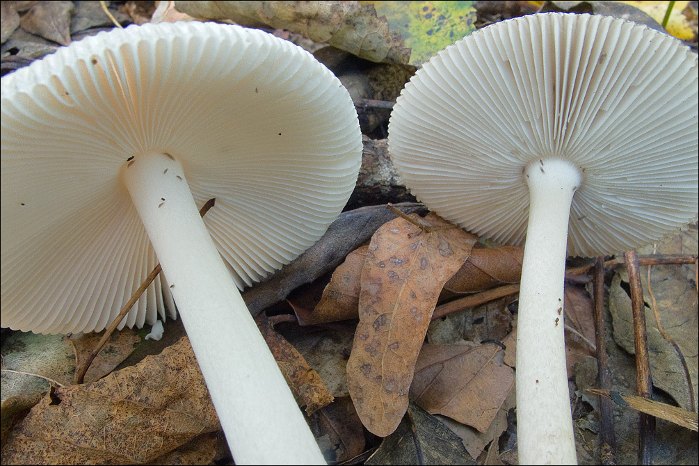 Image of Amanita vaginata (Bull.) Lam. 1783