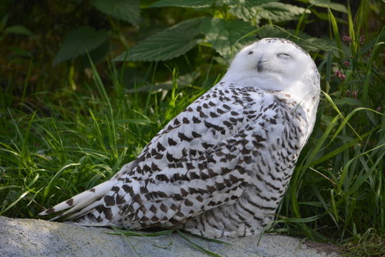 Image of Snowy Owl