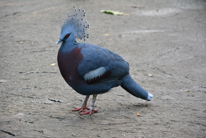 Image of Victoria Crowned Pigeon