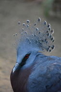 Image of Victoria Crowned Pigeon