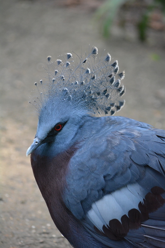 Image of Victoria Crowned Pigeon