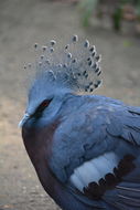 Image of Victoria Crowned Pigeon