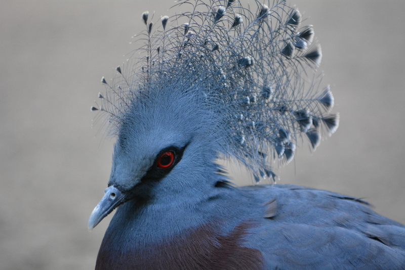 Image of Victoria Crowned Pigeon