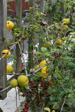 Image of Maule's quince