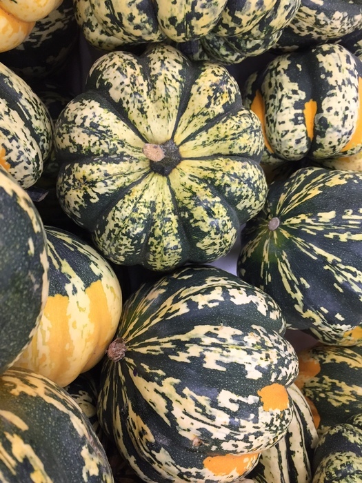 Image of field pumpkin