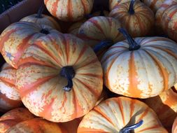 Image of field pumpkin