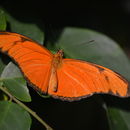 Image of Heliconius aliphera Latreille & Godart 1819