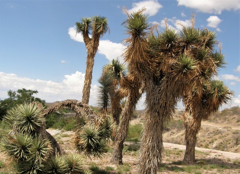 Image of Palma China yucca