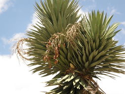 Image of Palma China yucca