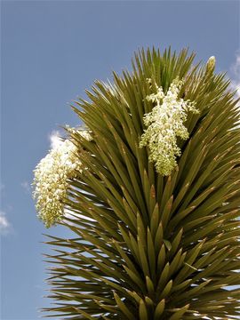 Image of Palma China yucca