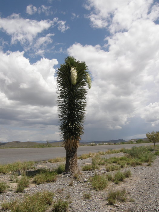 Image of Palma China yucca