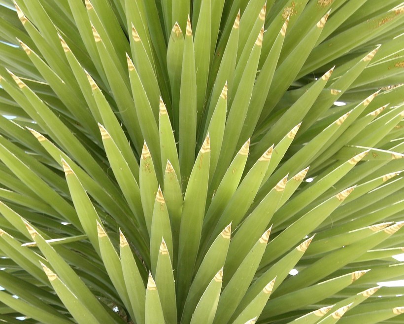 Image of Palma China yucca