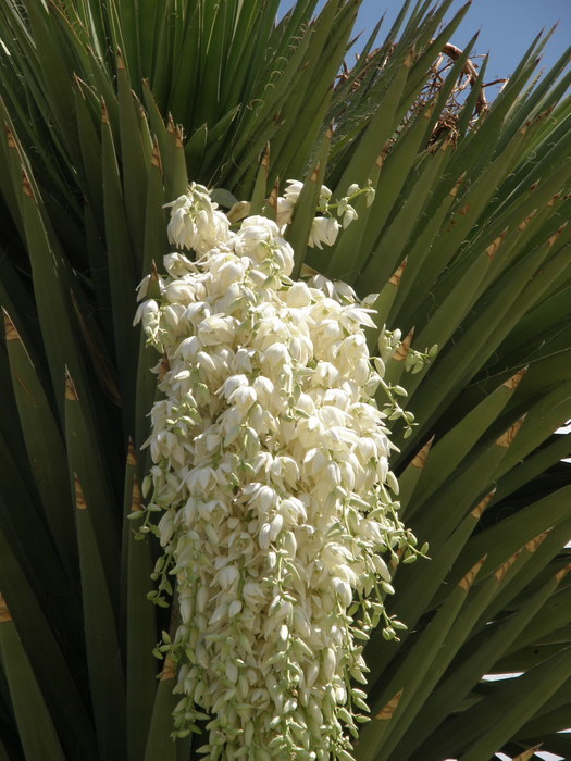 Image of Palma China yucca
