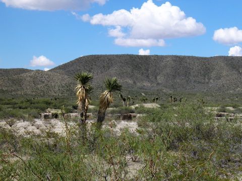 Image of Palma China yucca