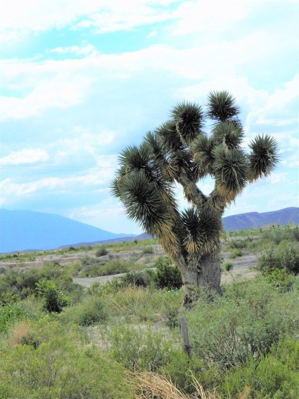 Image of Palma China yucca