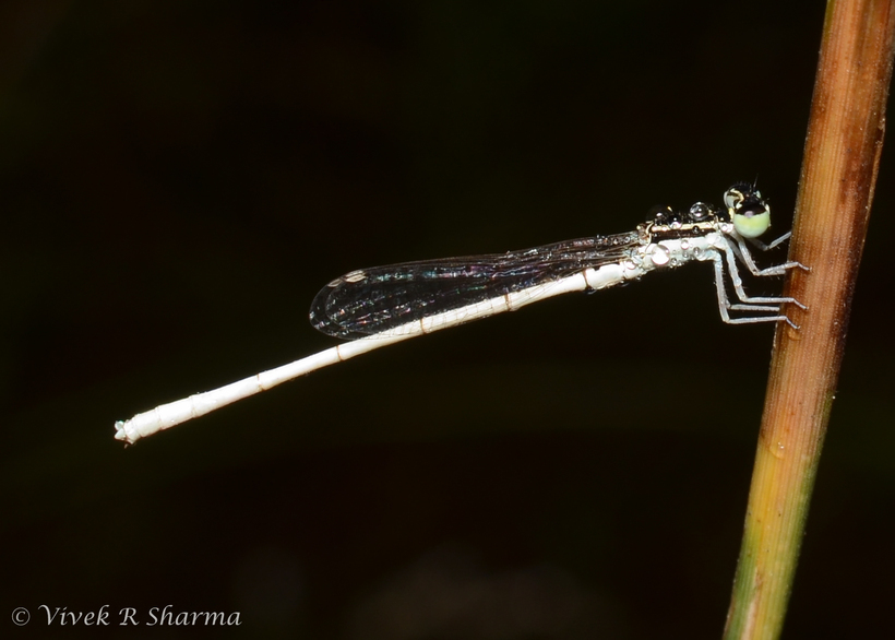 Imagem de Agriocnemis lacteola Selys 1877