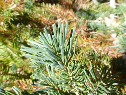 Image of Cascade Fir