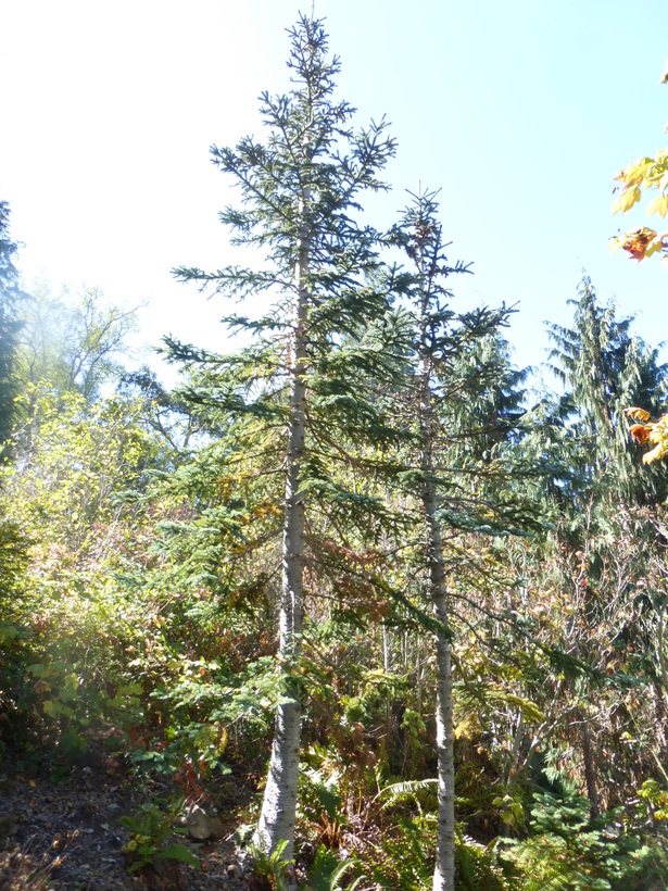 Image of noble fir