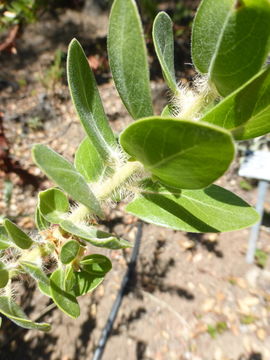 Image of whitehair manzanita