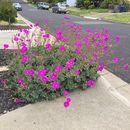 Calandrinia spectabilis Otto & A. Dietr. resmi