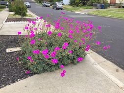 Слика од Calandrinia spectabilis Otto & A. Dietr.