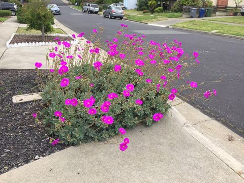 Image of Calandrinia spectabilis Otto & A. Dietr.