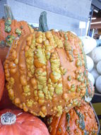 Image of field pumpkin