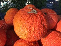 Image of Buttercup Squash