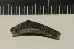 Image of <i>Acrodus oreodontus</i>