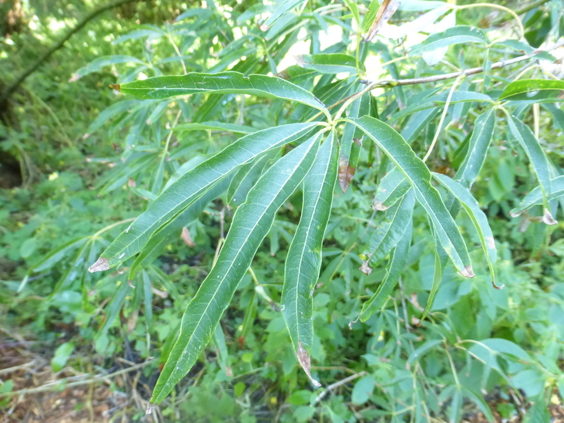 Image of Acer pentaphyllum Diels