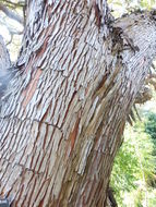 Image of Canary Islands Strawberry-tree