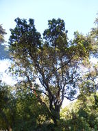 Imagem de Arbutus canariensis Duham.