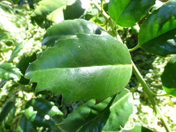 Image of Madeiran Holly