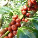 Image of Madeiran Holly