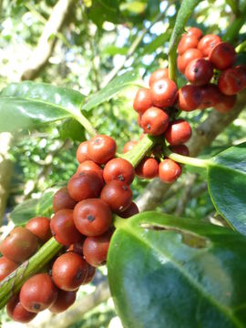 Image of Madeiran Holly