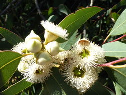 Image of Eucalyptus laeliae Podger & Chippendale