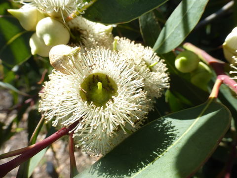 Image of Eucalyptus laeliae Podger & Chippendale