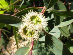 Image of Eucalyptus laeliae Podger & Chippendale