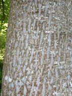 Image of Chinese Tulip Tree