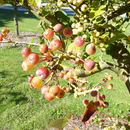 Plancia ëd Malus hupehensis (Pamp.) Rehd.