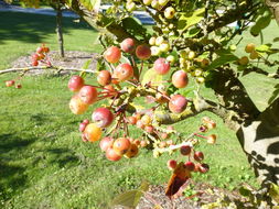 Image of Chinese crab apple