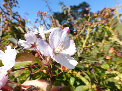 Image of Chinese crab apple