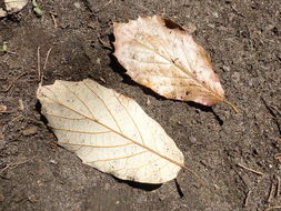 Image of Quercus candicans Née